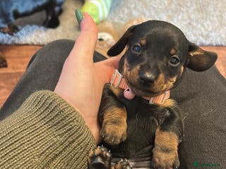 Miniature Dachshund dogs Beautiful miniature dachshunds - Advert 18