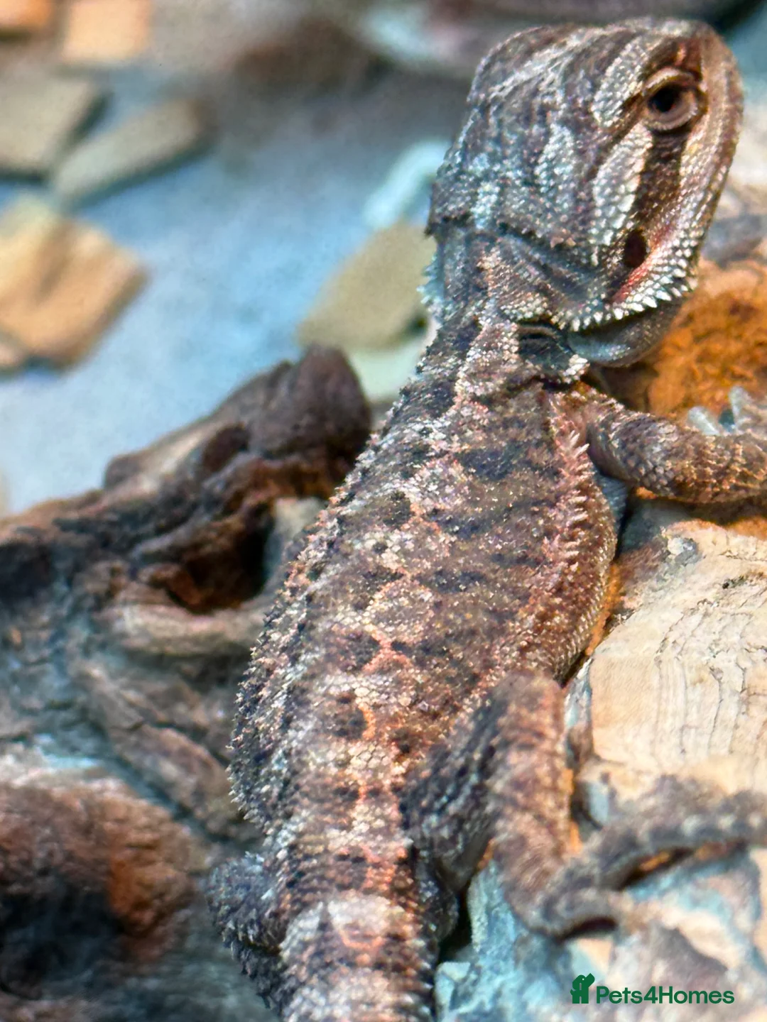 Bearded Dragon reptiles for sale: Bearded Dragons Red Monsters juvenile  - Advert 14