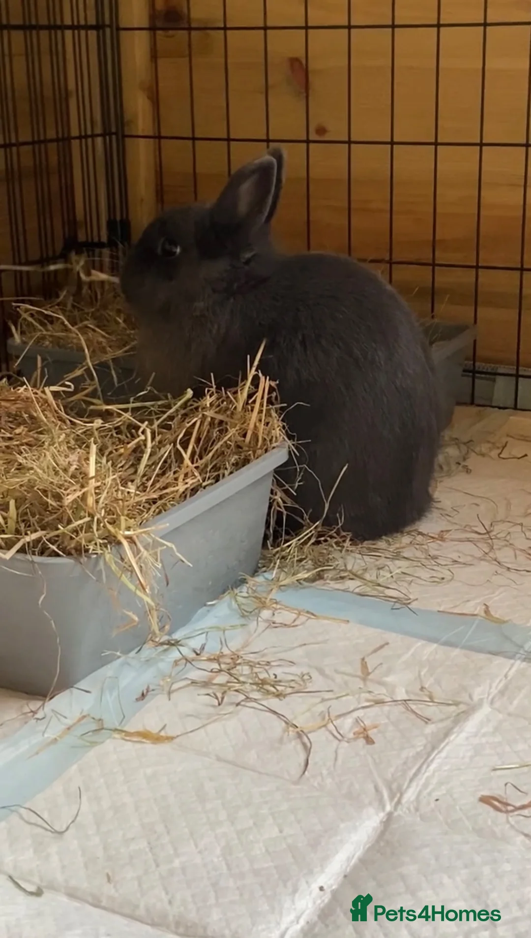 Mixed Breed rabbits for sale: Looking for a good home for 2 rabbits in Radstock - Advert 5