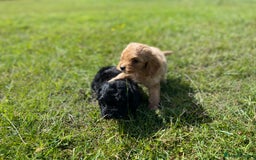 Cockapoo dogs for sale: F1 cockapoos - Image 18