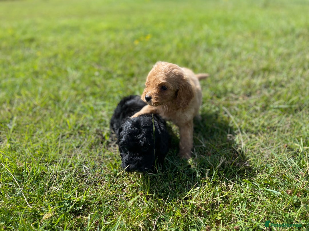 Cockapoo dogs for sale: F1 cockapoos - Image 18