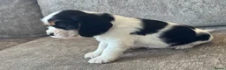 Cocker Spaniel dogs for sale: 🐶100% TRUE SHOW🐶TYPE KC REGISTERD🐶 - Advert 11