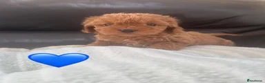 Maltipoo 1