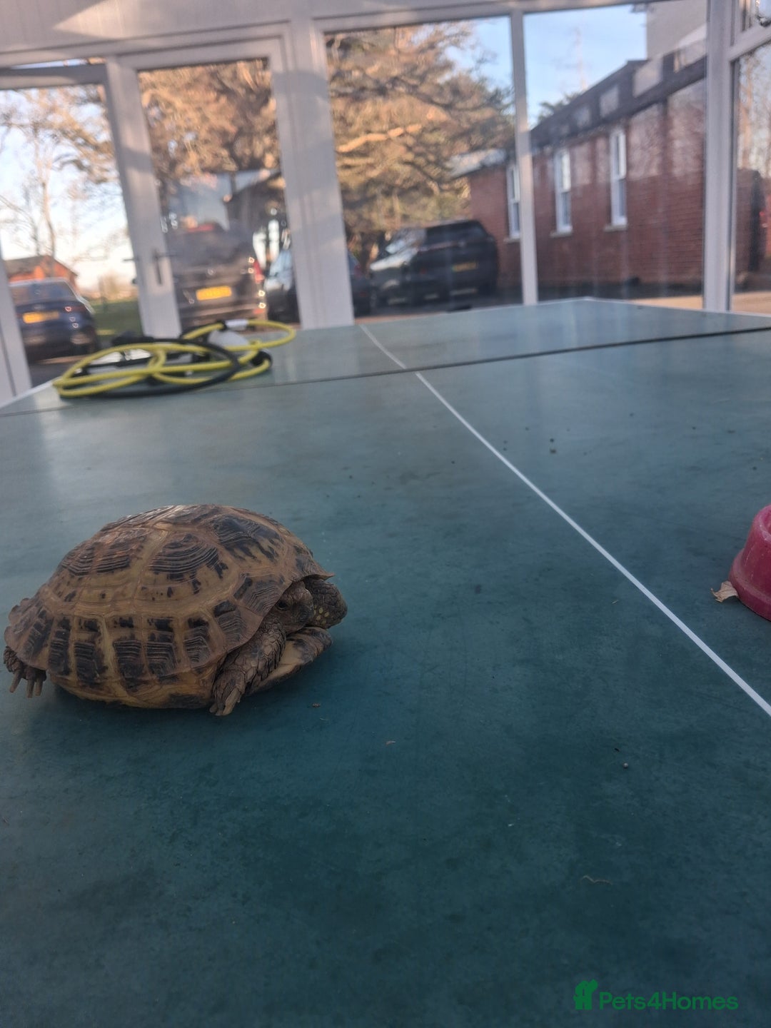 Tortoise reptiles for sale: Tortice for sale- does not hibernate - Advert 11