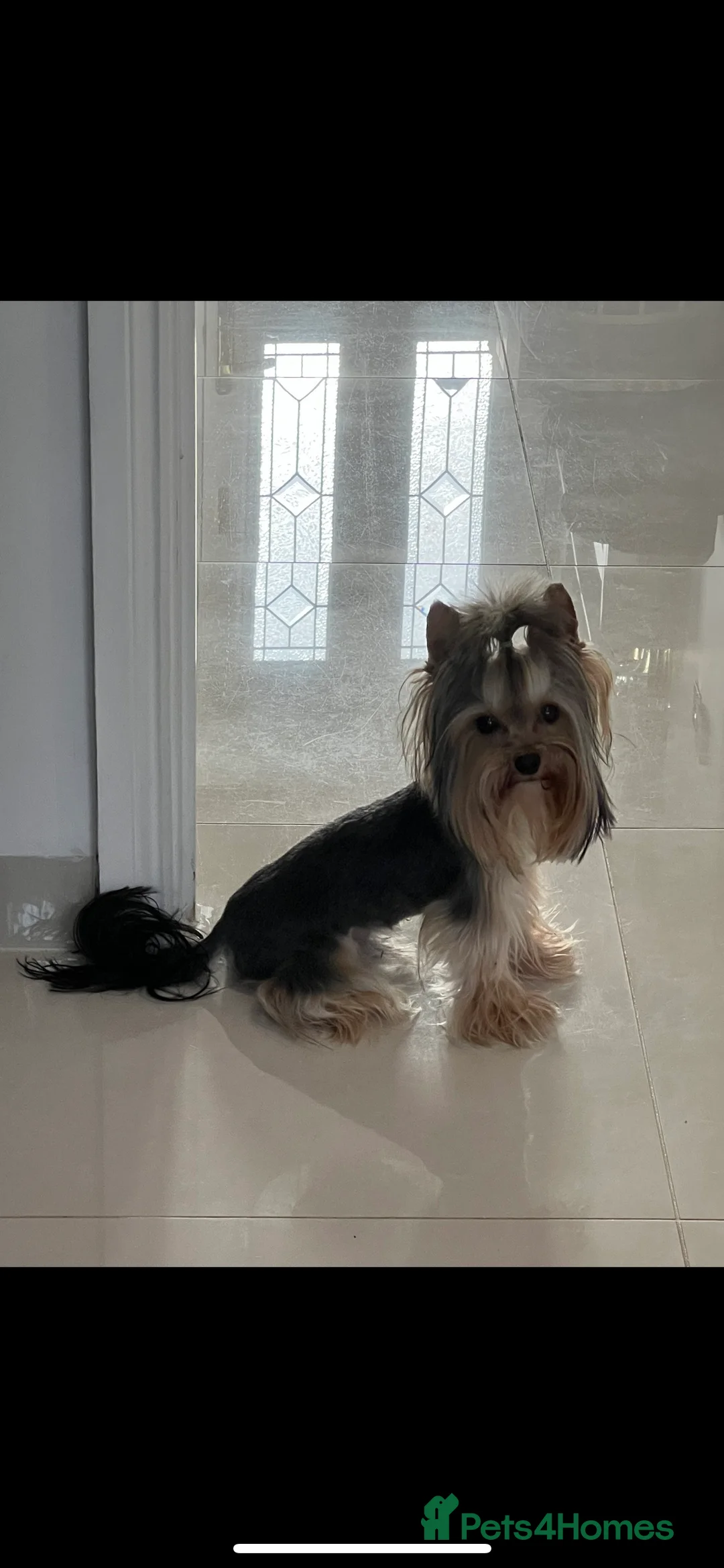 Yorkshire Terrier dogs for stud: The small stud dog 2kg in Romford - Advert 12