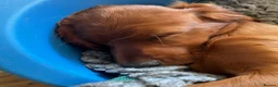 Irish Setter dogs for sale: Quality IRISH SETTER Puppies - Advert 34