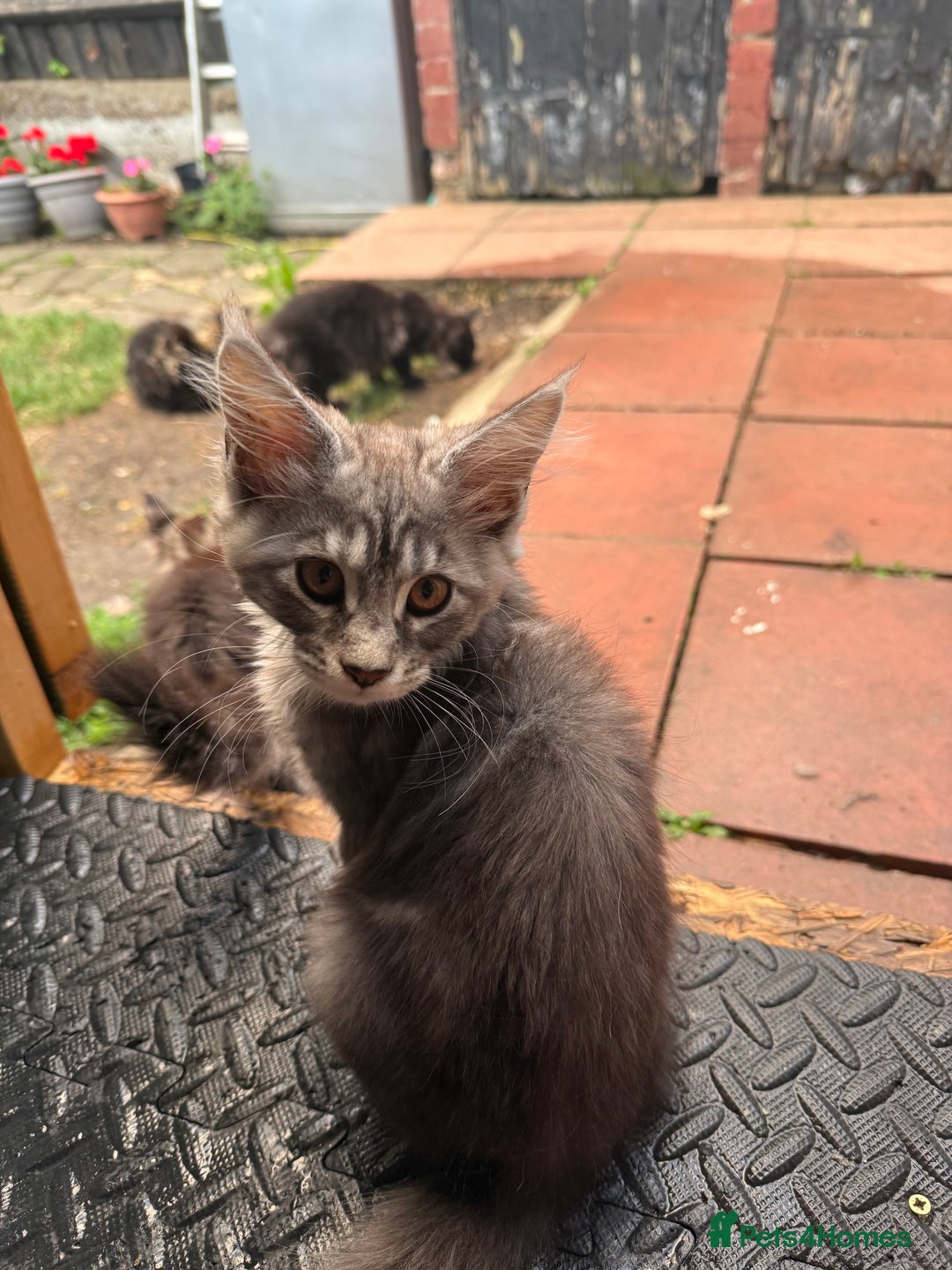 Maine Coon cats for sale: Maine Coon Kittens in Greenford - Image 34