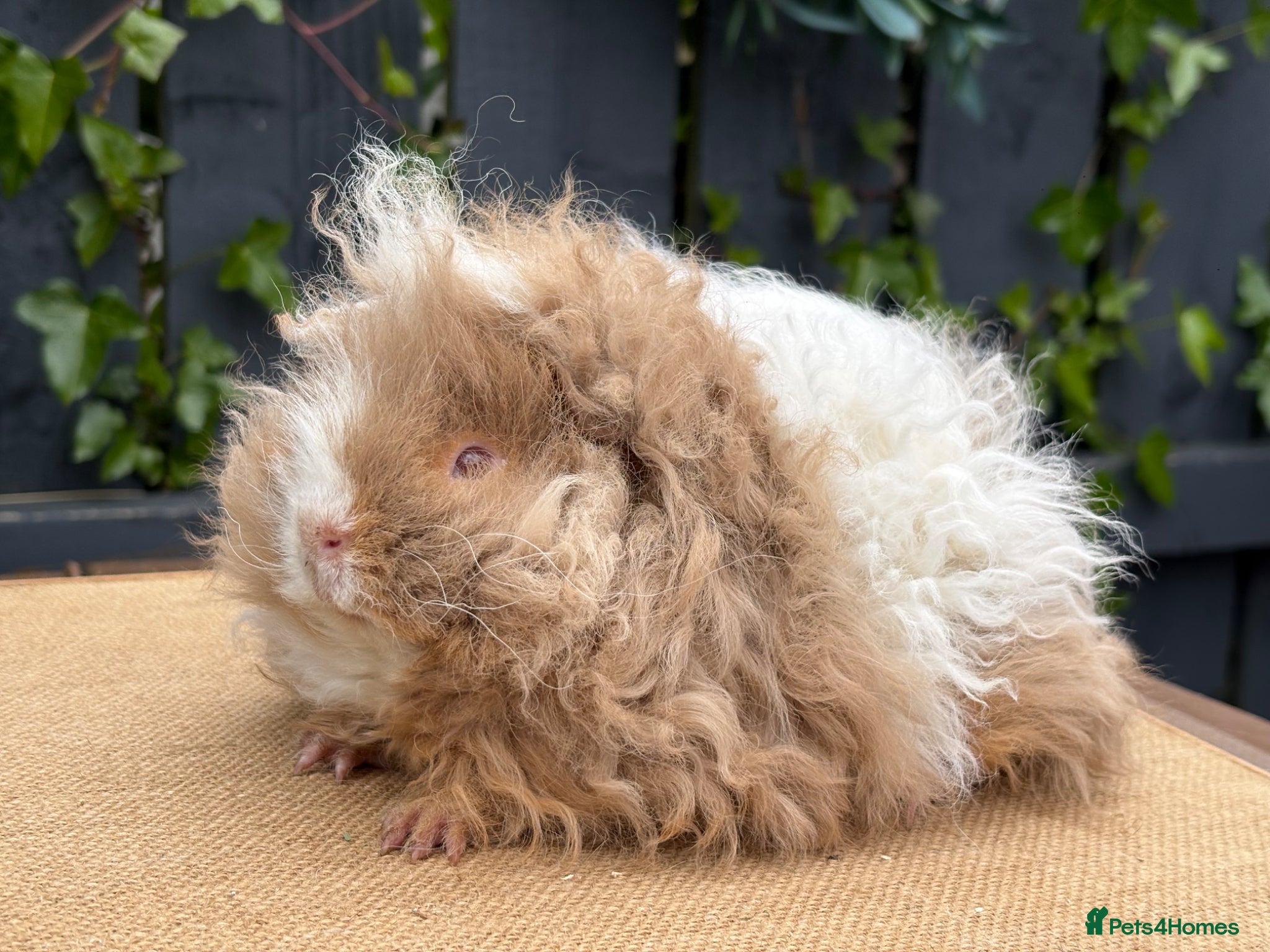 Guinea Pig rodents Purebred Lunkarya - Advert 2