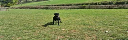 Labrador Retriever dogs for stud: KC 0/0 Hips/ Elbows, Health tested Labrador  - Advert 12