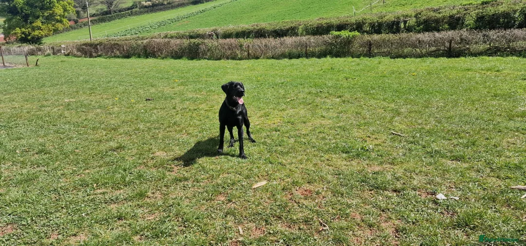 Labrador Retriever dogs for stud: KC 0/0 Hips/ Elbows, Health tested Labrador  - Advert 12