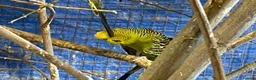 Budgerigars birds for sale: Baby budgies  - Advert 9