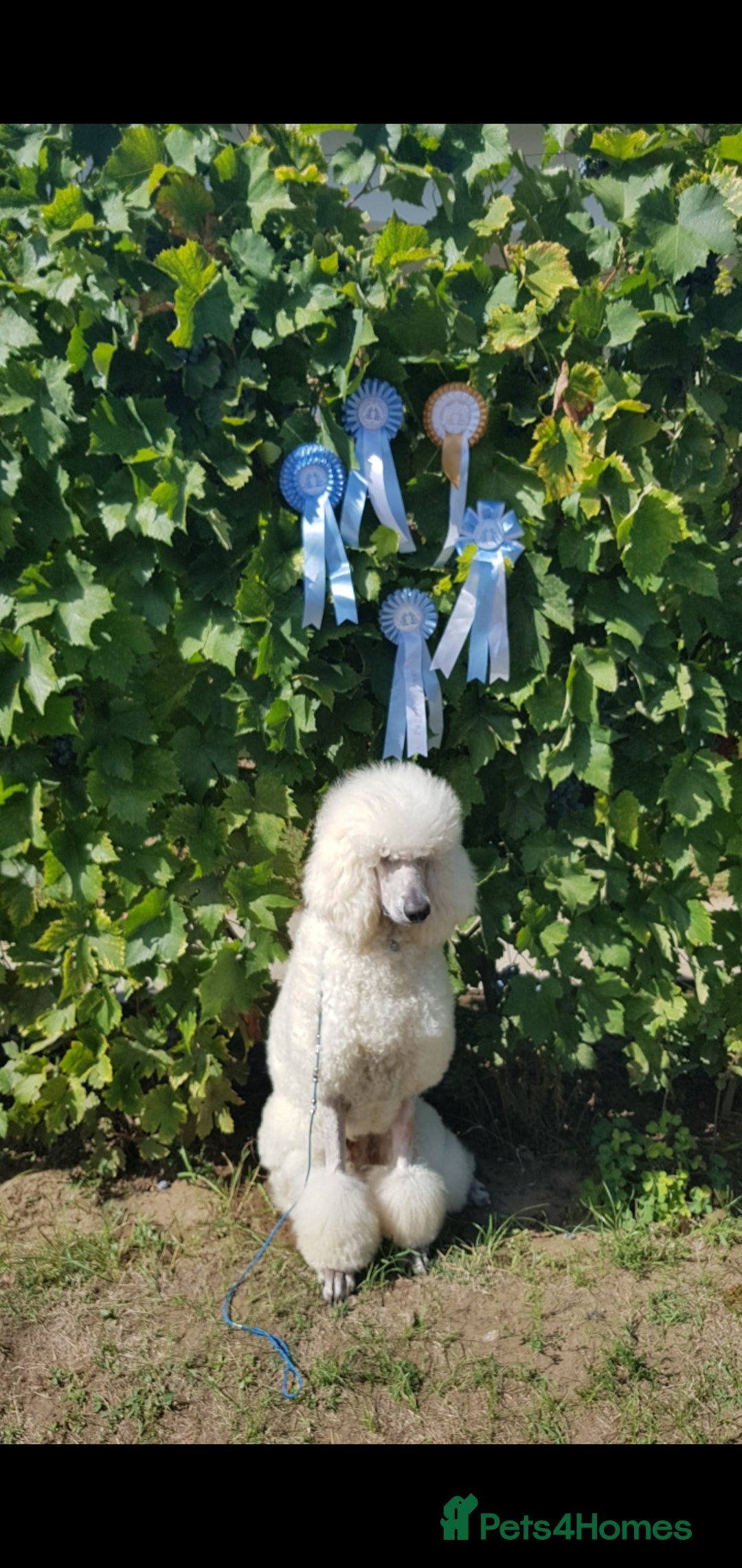 Standard Poodle dogs for sale: Lovely Standard Poodles puppies - Image 9