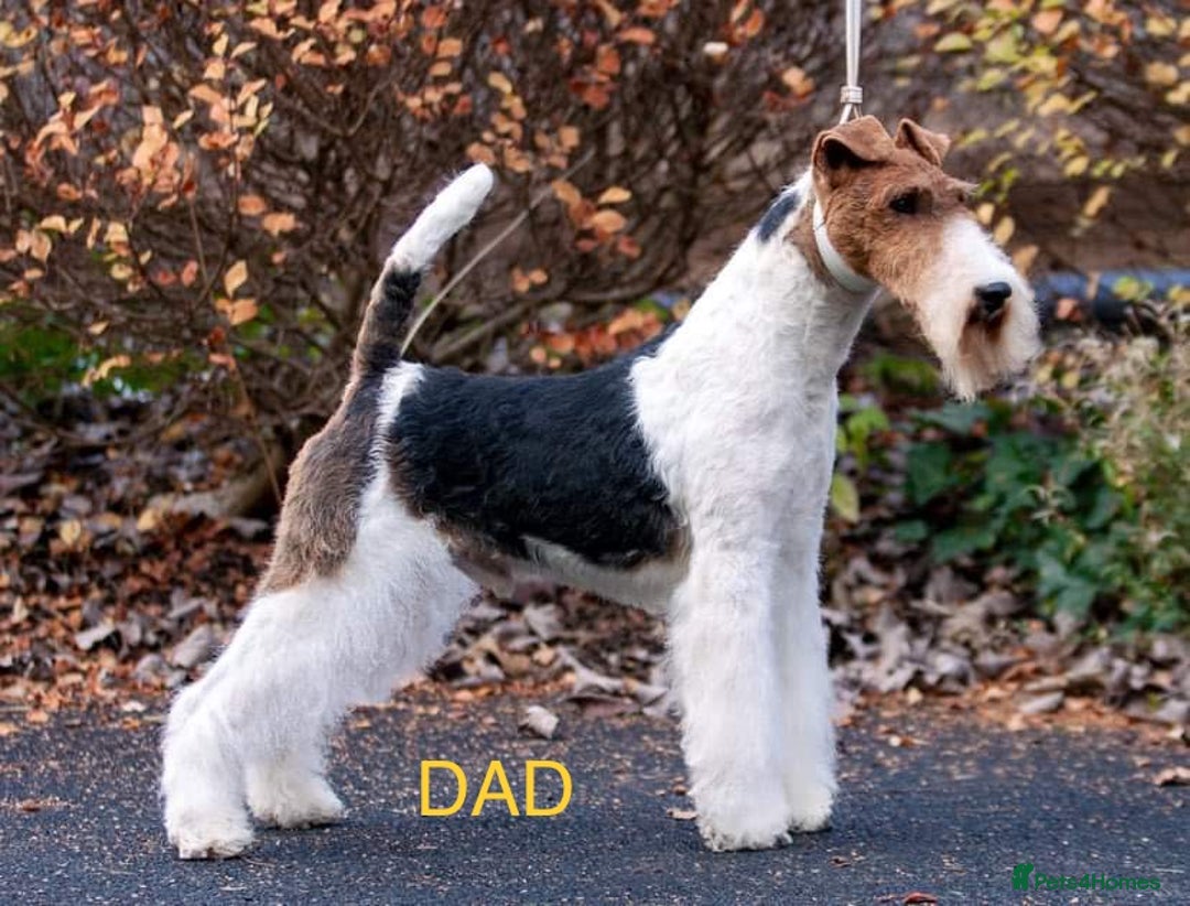 Fox Terrier dogs for sale: Stunning VDEGS Clear Wire Haired Fox Terriers - Image 7
