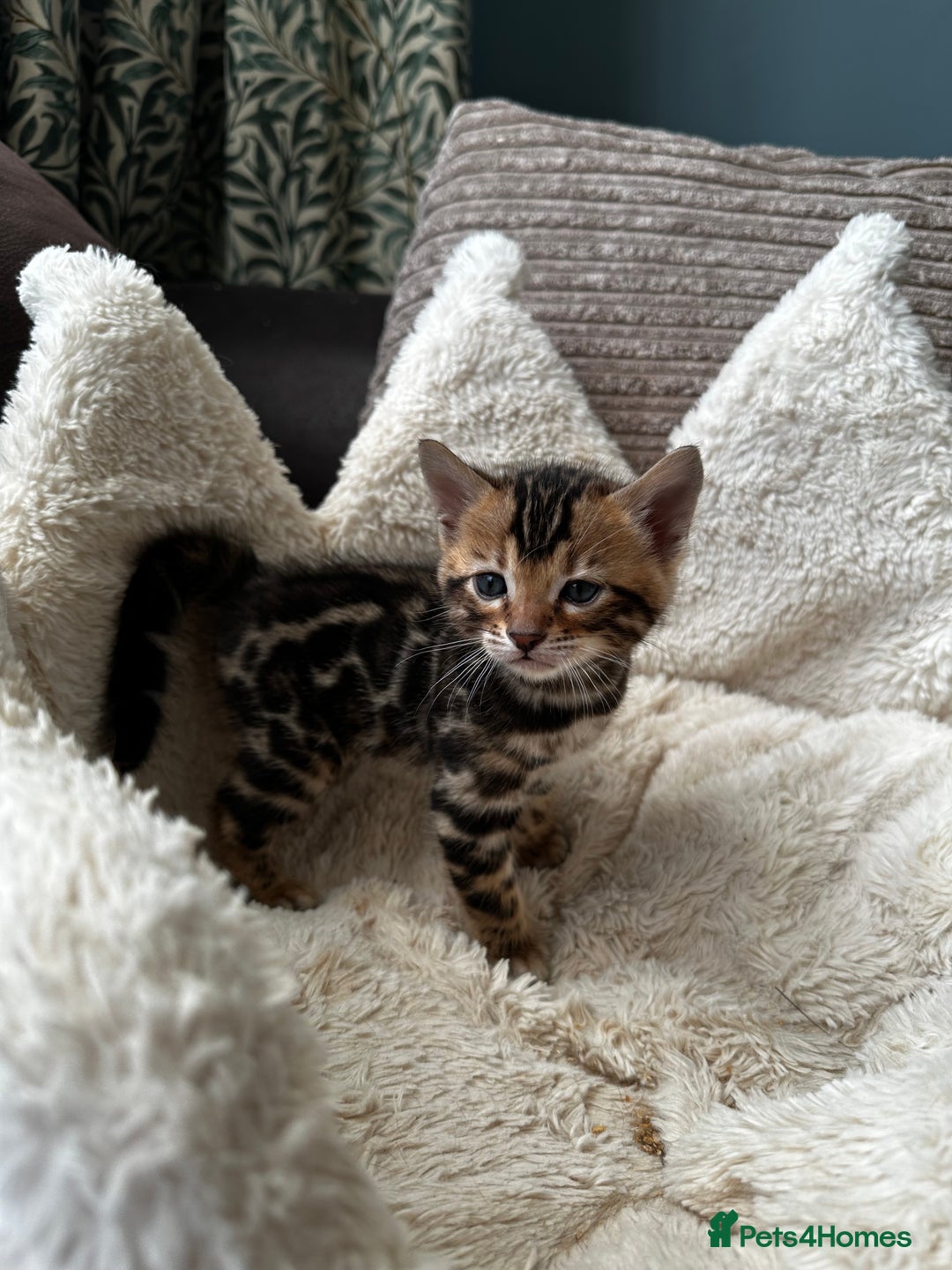 Bengal cats for sale: TICA registered bengal kittens available! - Advert 26