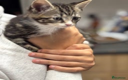 Mixed Breed cats for sale: Part Maine coon kitten  - Image 4