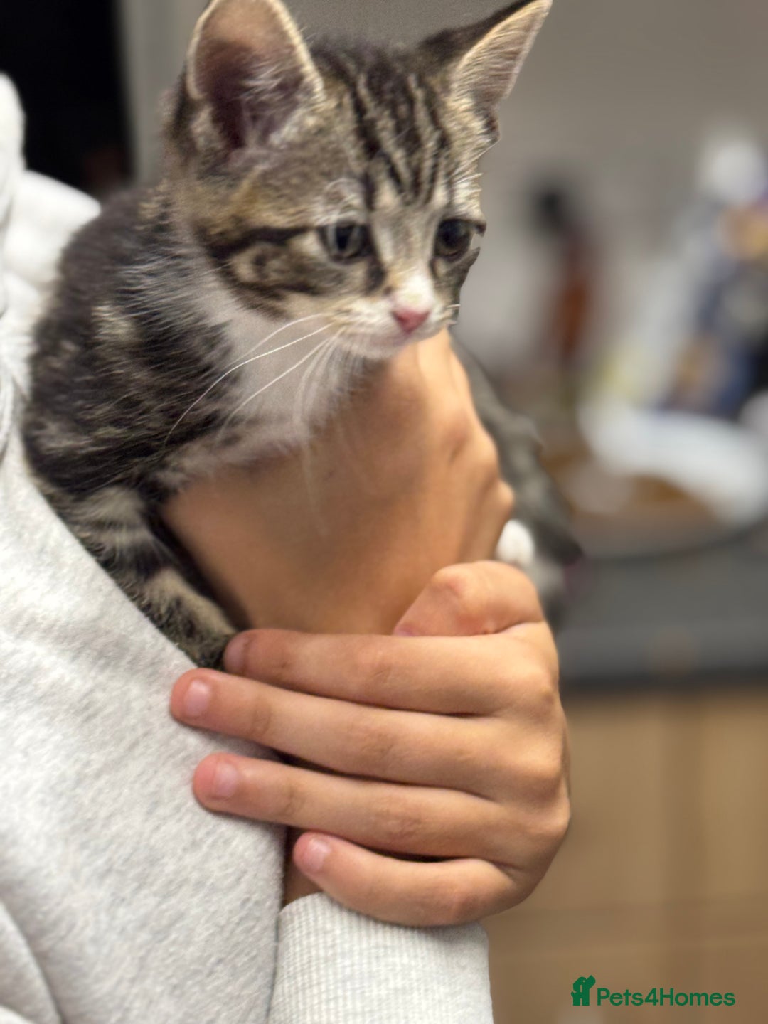 Mixed Breed cats for sale: Part Maine coon kitten  - Image 4