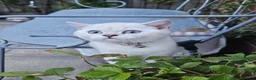 British Shorthair cats for sale: MUST GO 2 GCCF Registered Kittens For Sale - Advert 3