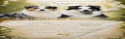 Miniature American Shepherd dogs for sale: Miniature American Shepherd puppies  in Northampton - Advert 5