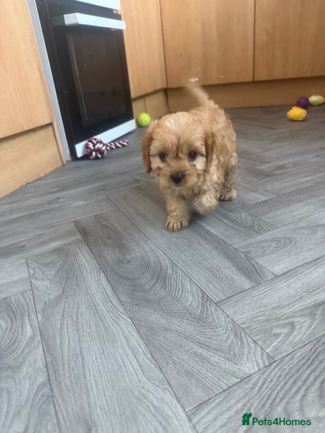 Cavapoo dogs for sale: 5 beautiful F1 cavapoo puppies - Image 6