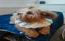 Maltipoo dogs for sale: Maltipoo puppys looking for loving home - Image 20