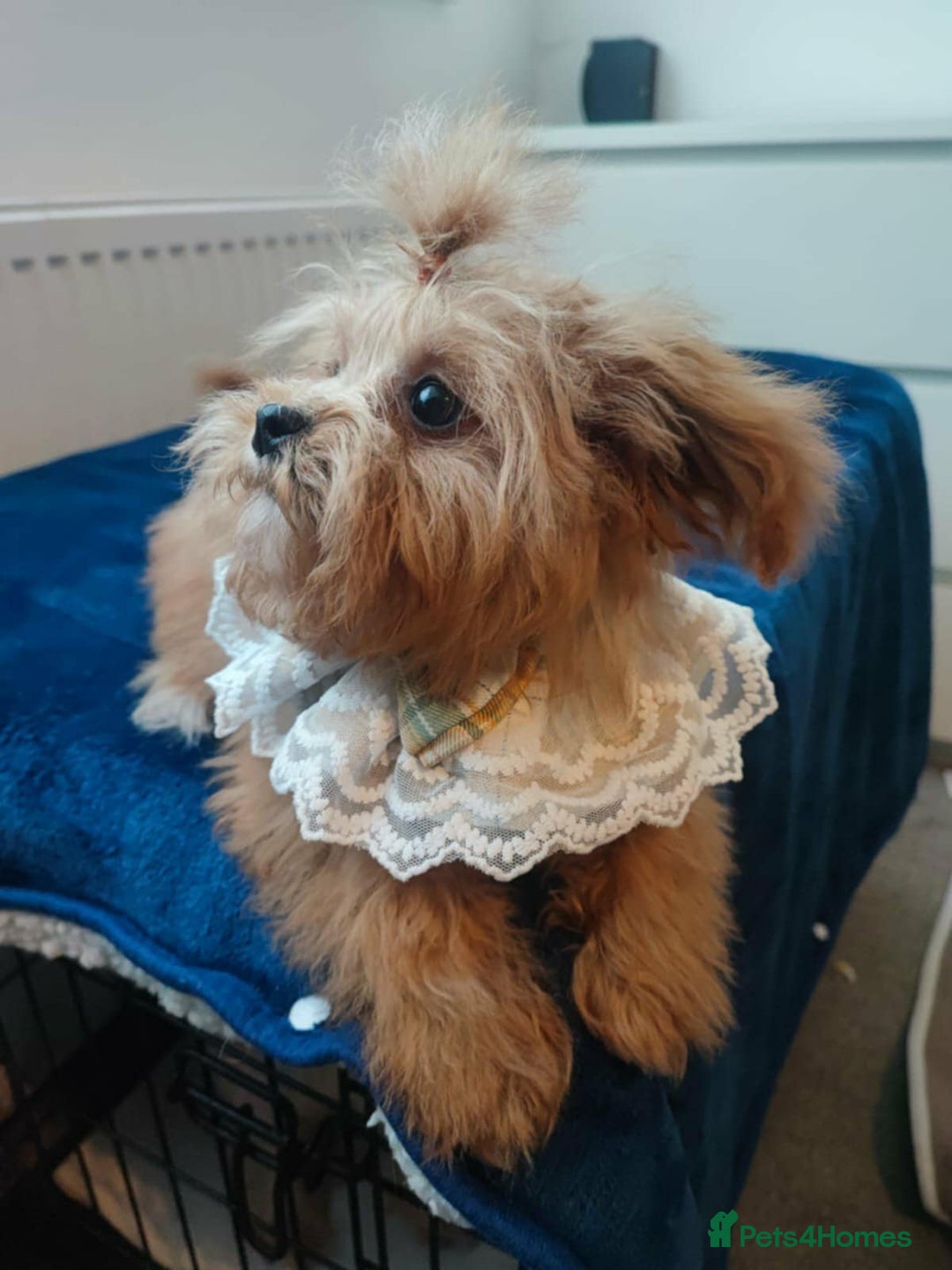 Maltipoo dogs for sale: Maltipoo puppys looking for loving home - Image 20