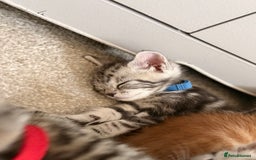 Maine Coon cats for sale: ✨2 Boys and 3 Girls Maine Coon kittens ✨🐾 - Image 14