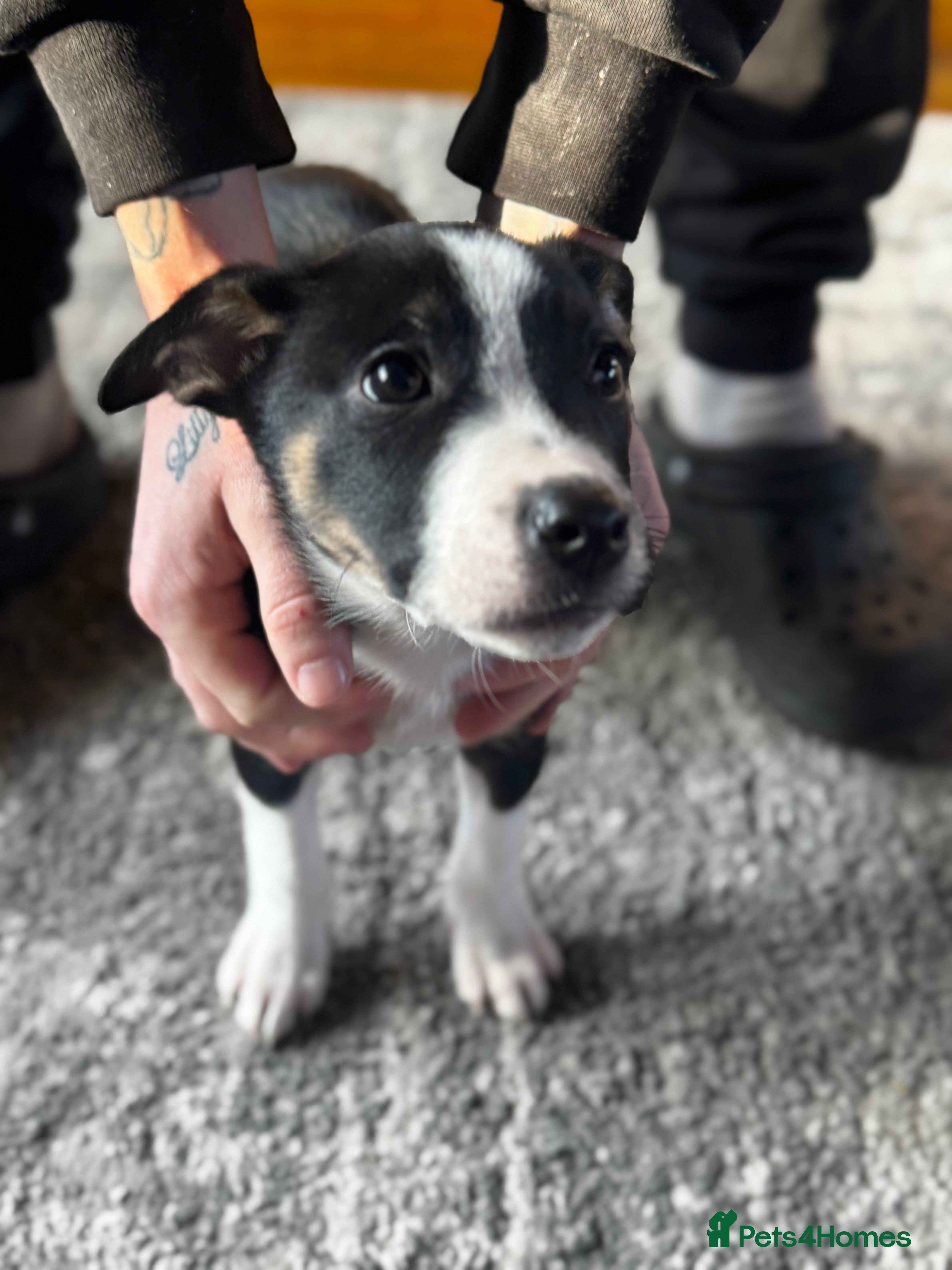 Mixed Breed dogs Pups for sale  - Advert 2