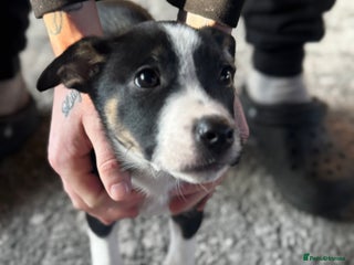 Mixed Breed dogs Pups for sale - Advert 4