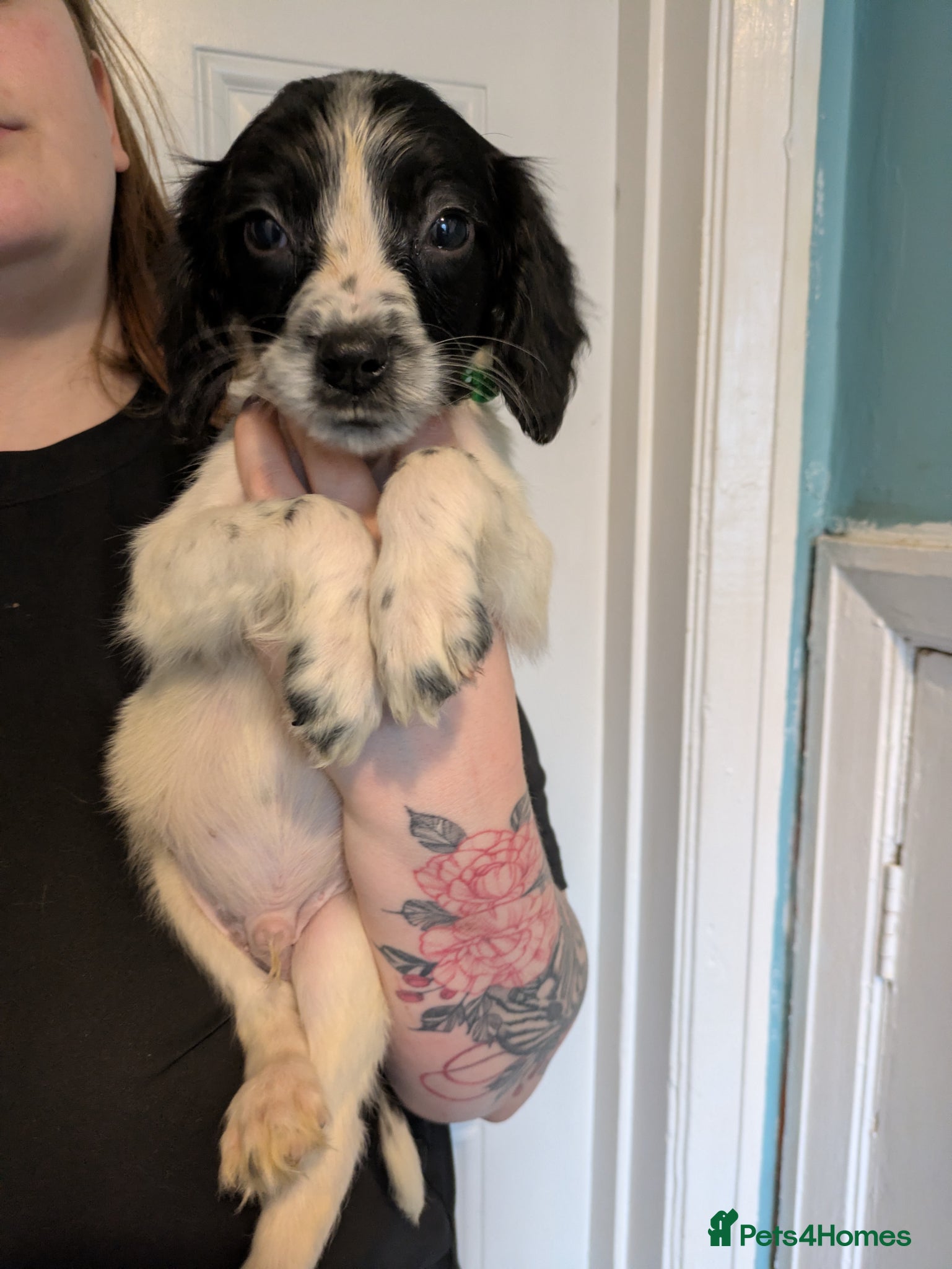 English Springer Spaniel dogs KC registered English springer spaniels  - Advert 2