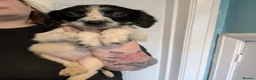 English Springer Spaniel dogs for sale: KC registered English springer spaniels  in Newcastle upon Tyne - Advert 1