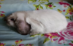 Mini Lop rabbits for sale: Pedigree Mini Lops - Image 4