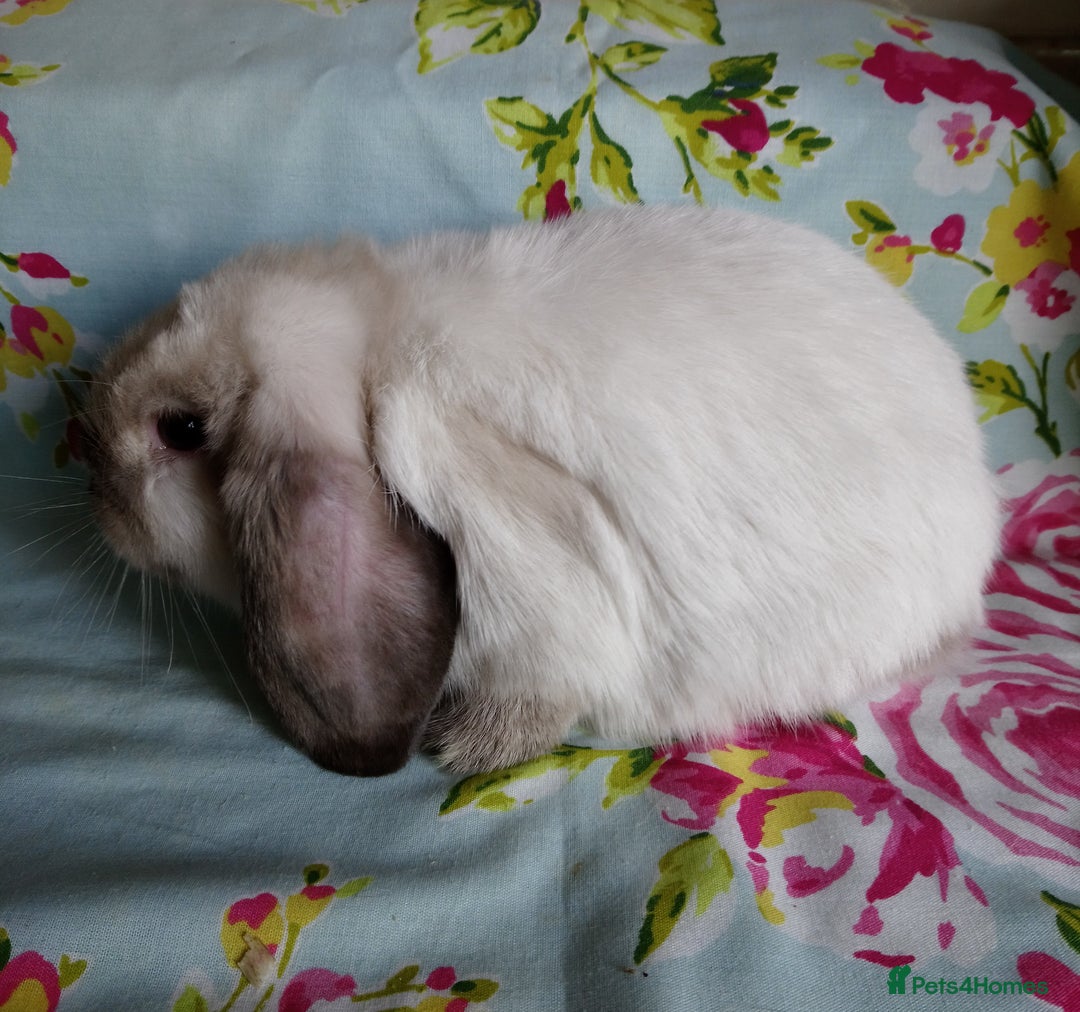 Mini Lop rabbits for sale: Pedigree Mini Lops - Image 4