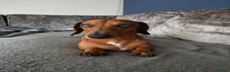 Dachshund dogs for sale: 5 Dachshund puppies  in Horley - Advert 2