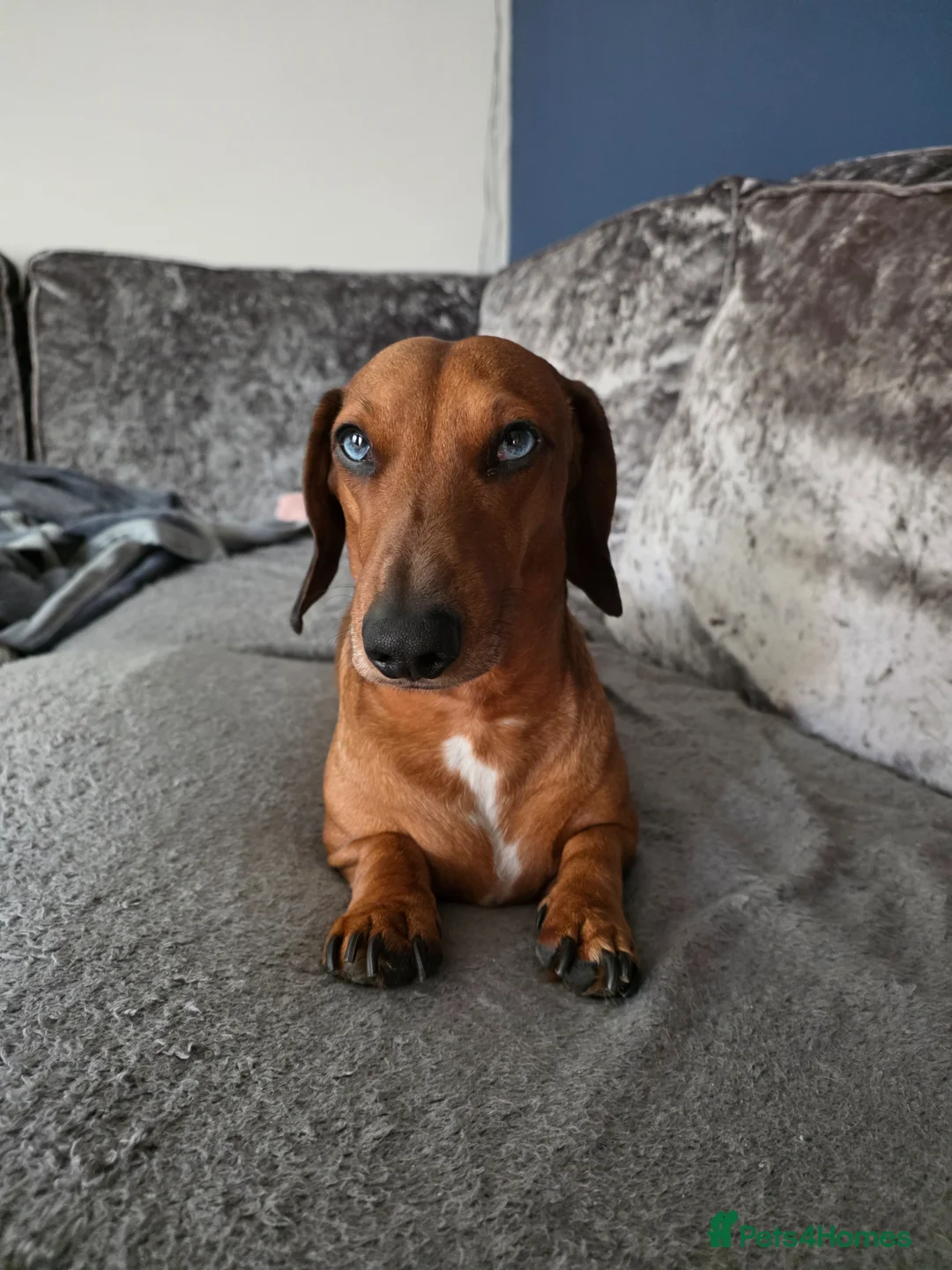Dachshund dogs for sale: 5 Dachshund puppies  in Horley - Advert 2