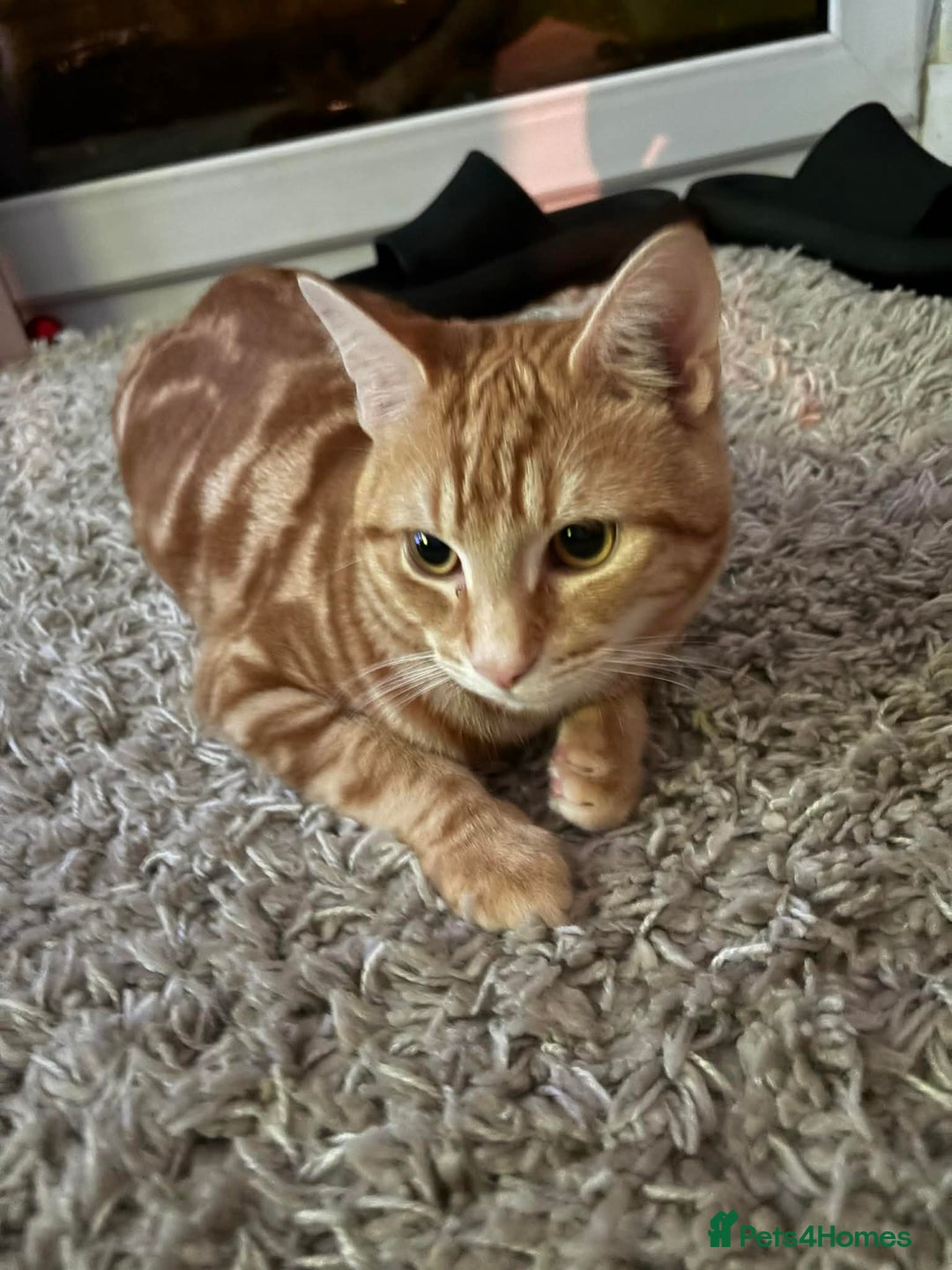 Mixed Breed cats for sale: Jasper  - Advert 6