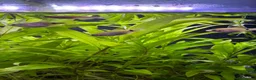 Barbs fish for sale: Full tank and set up for sale Everything included  - Advert 7