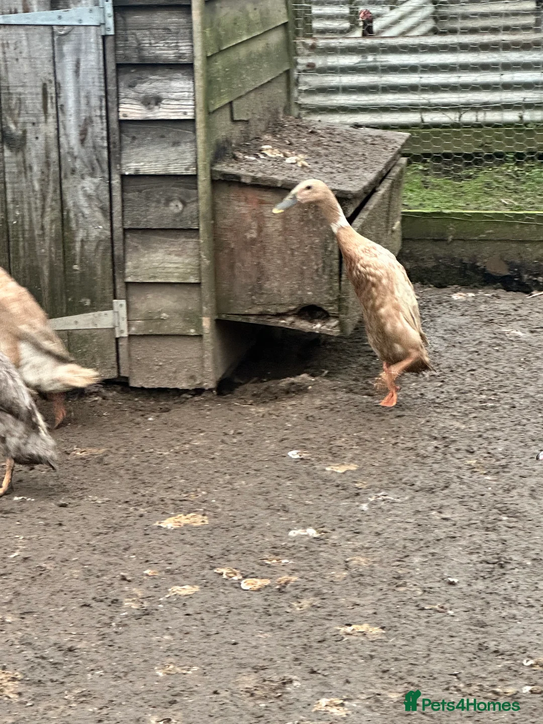 Ducks poultry for sale: Indian runner female ducks  - Advert 5