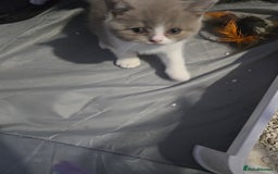 British Shorthair cats for sale: Full Britishshort hair kittens ready wendesday - Image 8
