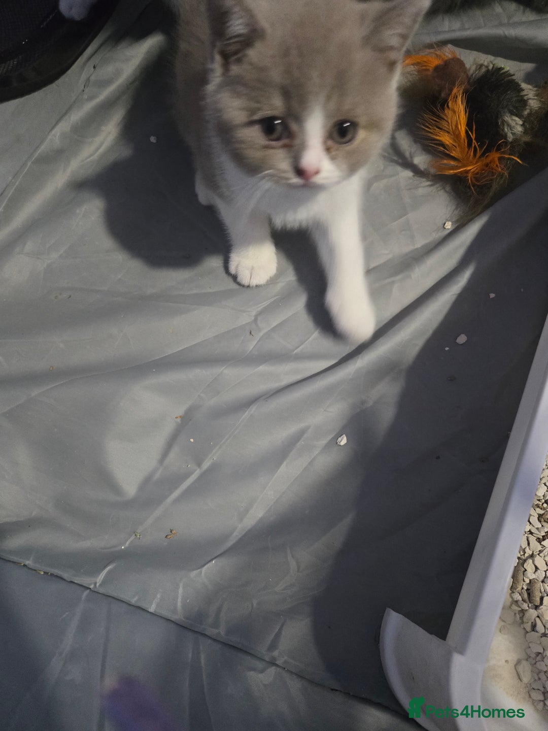British Shorthair cats for sale: Full Britishshort hair kittens ready wendesday - Image 8