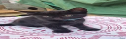 Mixed Breed cats for sale: 10 week old male kitten  - Advert 4
