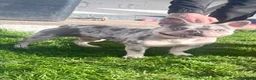 French Bulldog dogs for sale: Beautiful KC Reg French Bulldog Pups - Advert 2