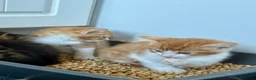 Mixed Breed cats for sale: Cute mixed breed kittens  - Advert 5