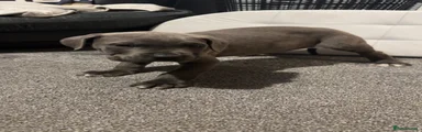 Cane Corso 6