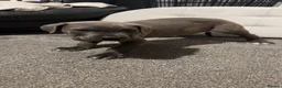 Cane Corso dogs for sale: cane corso puppies  in Leeds - Advert 3