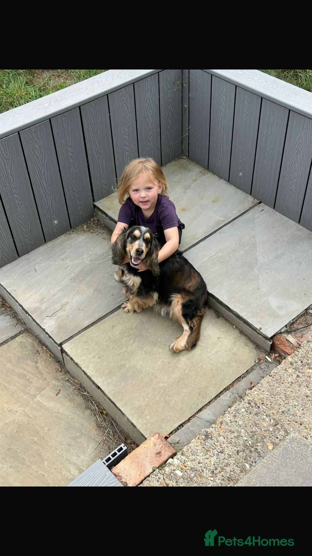 Cocker Spaniel dogs for sale: QUALITY QUALITY PURE BRED SHOW COCKER SPANIEL PUPS - Image 9