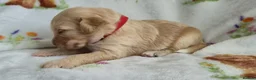Goldendoodle dogs for sale: Health tested Australian Double Doodles - Advert 7
