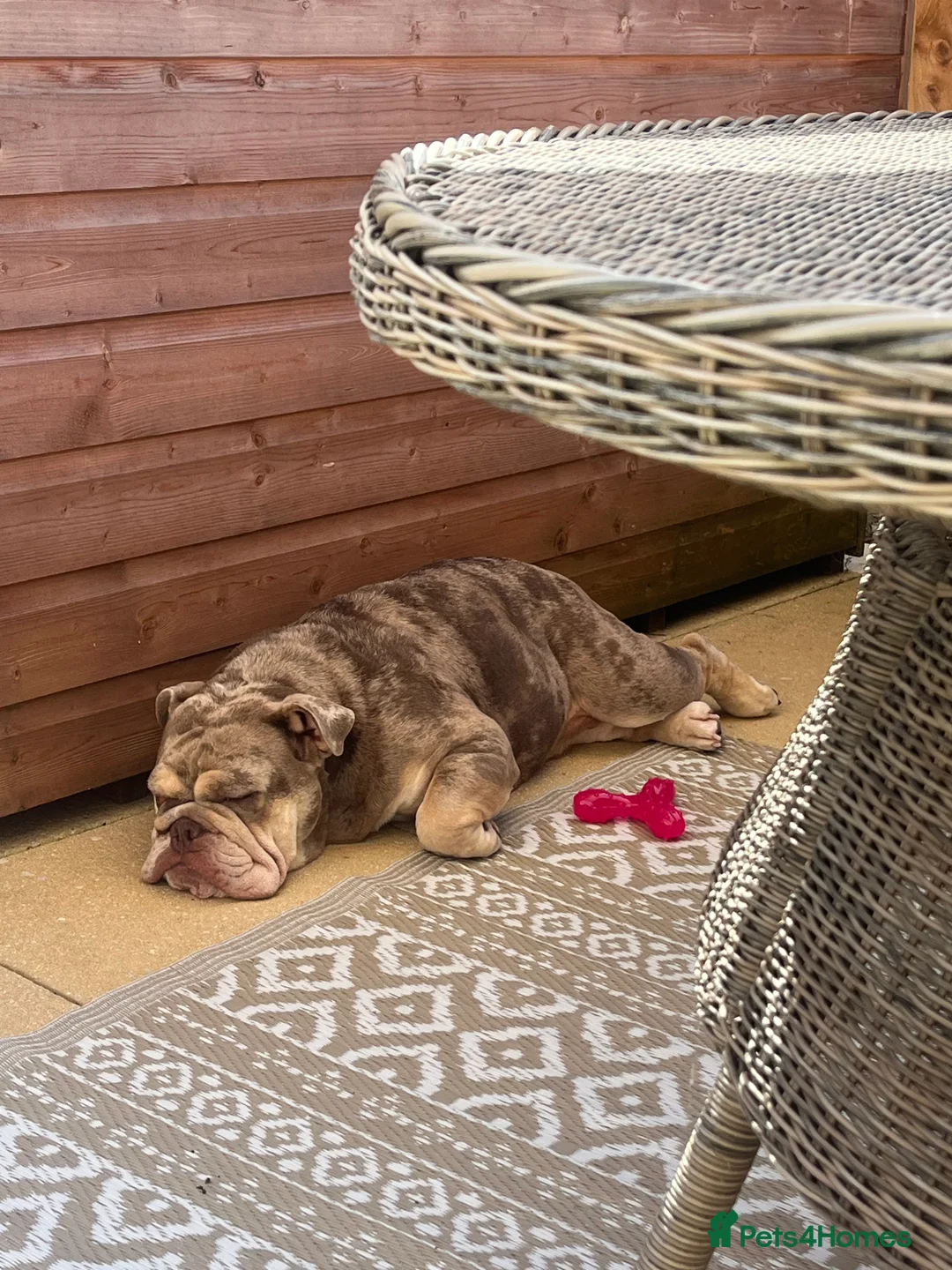 English Bulldog dogs for sale: Bonnie-British bulldog for sale in Cambridge - Advert 2