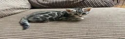 Bengal cats for sale: Bengal kittens  - Advert 20