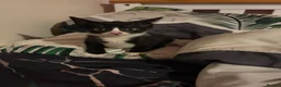 Mixed Breed cats for sale: 2 kittens one male one female  - Advert 7