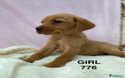 Labrador Retriever dogs for sale: Labrador Retriever - Image 32